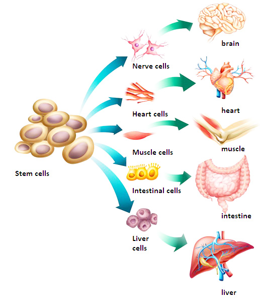 Stem Cell Therapy
